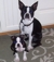 Chief___laxie