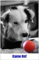 Dogwball2