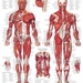 Muscularanatomy_thumb