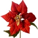 Poinsettia_sm_thumb