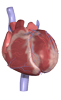 Anatomy