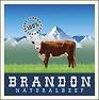 Brandon_images_element_view