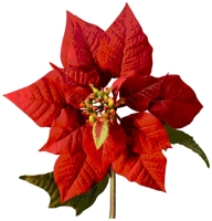 Poinsettia_medium