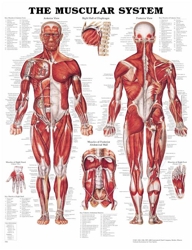 Muscularanatomy_large