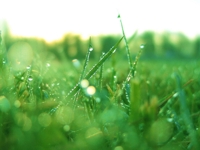 Wet-grass_medium