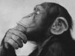 Monkey_thinker_small