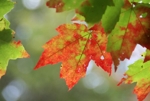 Fall_soccer1_small
